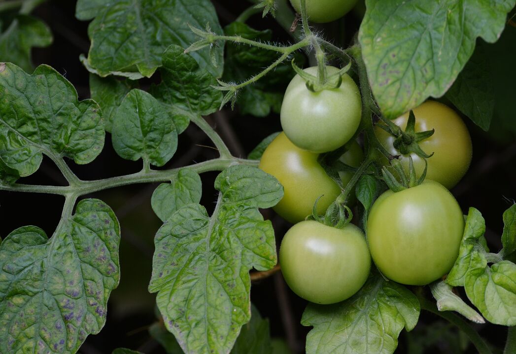 barizeetarako tomate berdeak